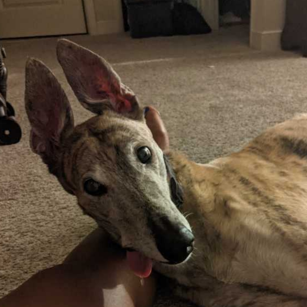 Meet your Posher, Tanisha